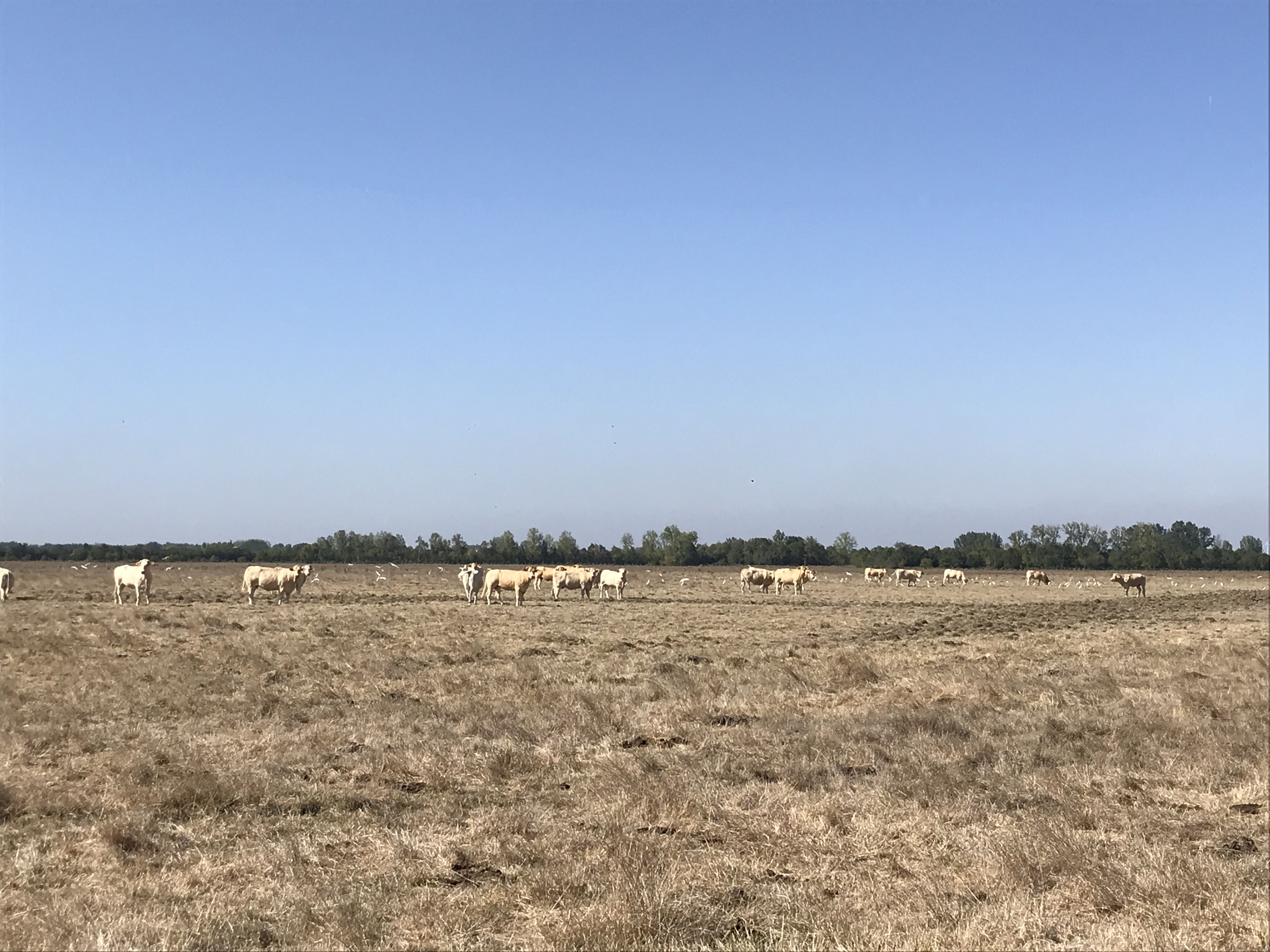 Legelő szarvasmarh&aacute;k